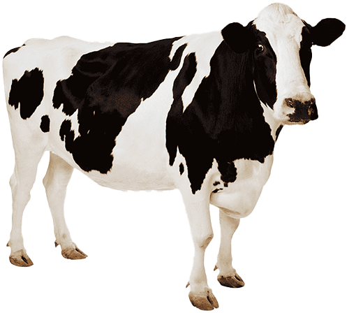 common:eid_cow_goal