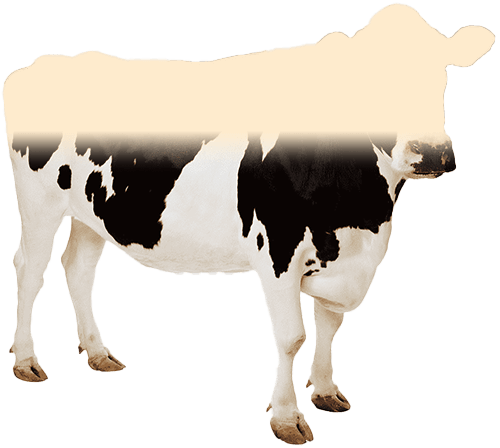 eid_cow_current_progress